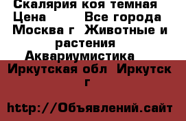 Скалярия коя темная › Цена ­ 50 - Все города, Москва г. Животные и растения » Аквариумистика   . Иркутская обл.,Иркутск г.